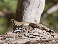 Arizona Lizard